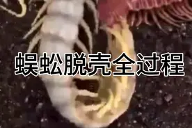 蜈蚣脱壳全过程，非常难得见的画面视频封面