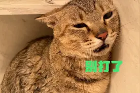 狸花猫因为手欠，又被主人狠狠打了一顿！视频封面