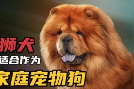 松狮犬一种“不适合作为家庭宠物”的狗狗视频封面
