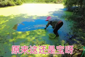 安徽村民就用浮萍来喂鸡喂鸭，不仅节约成本，还能提高产量视频封面
