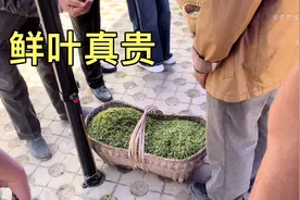 鲜叶价格飙升，4斤鲜叶才出1斤茶，成本都要1200，侯哥说消费不起视频封面