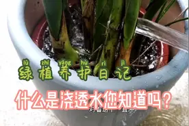 绿植养护日记之:浇透水视频封面