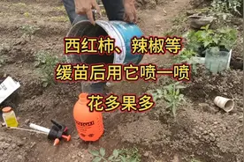 西红柿、辣椒等蔬菜缓苗后，可以用这个肥喷一喷，花多果多视频封面