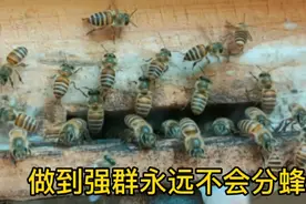 如何做到强群蜜蜂永远不会分蜂，一起来听听该如何快速处理方法。视频封面
