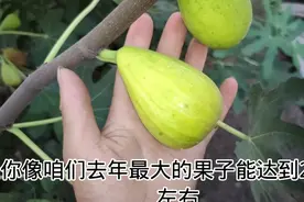 现阶段很牛叉的巨型无花果品种之一，2个果子500克，甜度高口感好视频封面