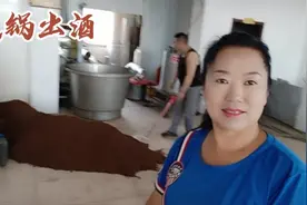 黑龙江纯粮酒坊，投1000斤高粱料压窑一个月，能出多少斤高粱酒视频封面