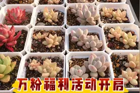 亲爱的小伙伴们，万粉感恩福利开启了。感谢大家一路支持和陪伴！视频封面