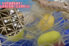 吐丝的蚕越来越多了怎么办？一张纸板教你如何搞定它且非常好用视频封面