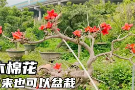 第一次见木棉花盆景，终于有机会零距离观赏开花方式，一起看看视频封面