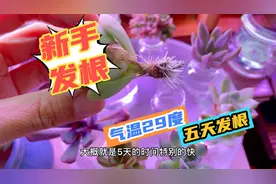 分享一个多肉“快速发根”方法！“5天发根”气温29度！适合新手视频封面