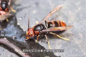 胡蜂泡酒的功效与作用视频封面