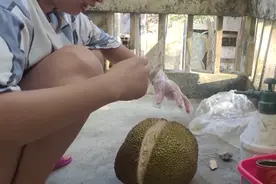 菠萝蜜熟了吗？但很甜！就是吃了有点黏胡子视频封面