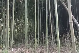 超级神经病才哥视频封面