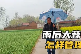 大雨终于下下来了，雨后大蒜应该怎样管理，听听老四怎么说