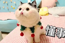 成精了！主人贵重物品丢失，让猫咪帮找，结果真的被它找到了视频封面