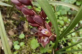 蜜蜂兰真的可以吸引蜜蜂，对养蜂人还是有帮助的，真是太值了视频封面