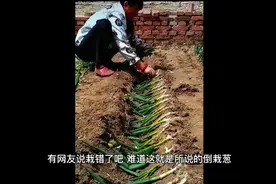 山东一女子倒栽葱，引发热议，你怎么看视频封面
