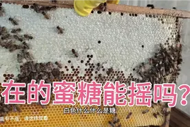 蜜蜂箱里面全部是水，是什么原因呢？哪一位师傅能教一下视频封面