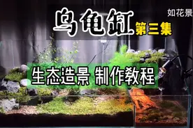 水陆乌龟缸 瀑布流水 制作教程视频封面