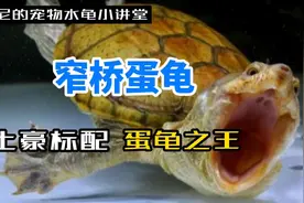 【窄桥麝香龟】仅一年价格就连翻数倍的蛋龟之王视频封面