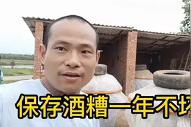 保存酒糟一年不坏的方法，白酒糟和啤酒糟，哪个更好视频封面