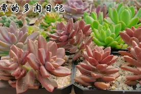 为顺利度夏：给砍头苗重新配土、上盆，细节要讲究，服盆快几倍视频封面