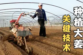 职业农民教你如何种植大姜？关键技术全程展现，种出好大姜视频封面