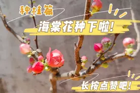 海棠花寓意高贵美丽!看我是怎么种植海棠花的吧!喜欢就点赞收藏喔视频封面