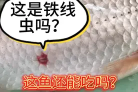 鱼身上的寄生虫，吃鱼的时候要注意了？这鱼还能吃吗？视频封面