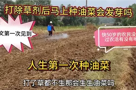 快50岁的我第一次见打除草剂马上种油菜籽，很吃惊，第一次种油菜视频封面