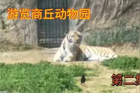 游览商丘动物园儿视频封面