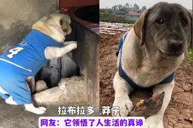 莽子：全网最接地气的狗狗，釆摘果蔬挖蕃薯，烤蕃薯一气呵成！视频封面