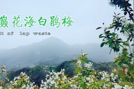 自驾秦岭终南山崎岖的盘山公路，登山顶徜徉于洁白的白鹃梅花海。视频封面