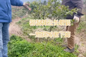 柑橘树为什么生长缓慢，一定要找出问题，对症下药！视频封面