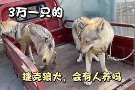 实拍狗市最贵的狗，3万一条的捷克狼犬，幼崽都8000一只！视频封面