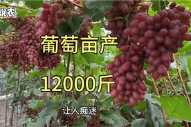 挑战阳光玫瑰和克瑞森葡萄15000斤，有可能吗？视频封面