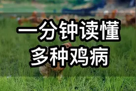 一分钟读懂多种鸡病，以及解决方法，养鸡人收藏视频封面
