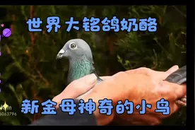 欣赏一下世界大铭鸽，奶酪新金母！多多评论和转发呀！谢支持！视频封面