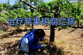 苹果树腐烂病严重，没想到用这方法很管用，果农发愁的事解决了视频封面