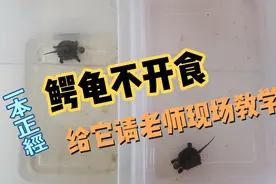 鳄龟到家多日不开食，决定请两位老师给它现场教学！视频封面