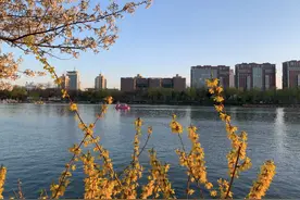 春天花开季节视频封面