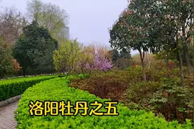 洛阳牡丹园欣赏之五，王城公园傲梅渲春观赏园，一年四季都是花海视频封面