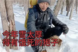 东北山里狍子成群！没人捕猎生态好了，刺老芽跟小刀炫耀知识点！视频封面