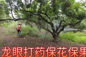 龙眼打药保花保果，随后施复合肥，提供养分，以防生理性落果严重视频封面