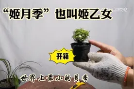 开箱世界上最小的月季 ，“姬月季”也叫“姬乙女”，太可爱了视频封面