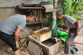 家里的花盆里长出了“鸡枞菌”，真是稀奇了，连70岁大爷也没见过视频封面
