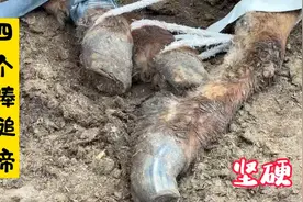野马的4个棒槌蹄坚硬无比，师傅只好把它放倒躺着修，看的真真热视频封面