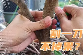 柑橘落果怎么办？这样割一刀，不掉果，提产量，太实用了！