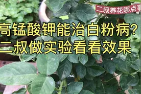 高锰酸钾能治月季白粉病吗？二叔做实验看看效果如何。