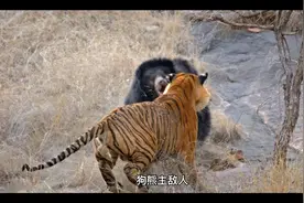 周公解梦之梦见狗熊视频封面